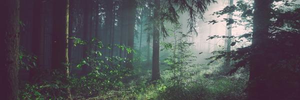 Skov med morgensolskin